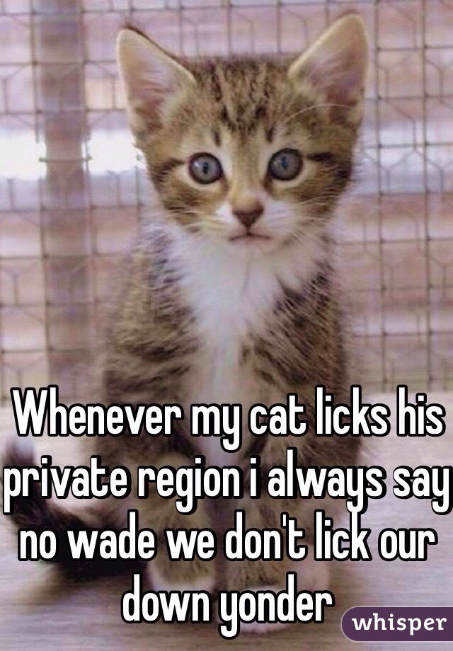 Whenever my cat licks his private region i always say no wade we don't lick our down yonder 