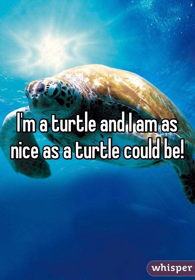 I'm a turtle and I am as nice as a turtle could be!