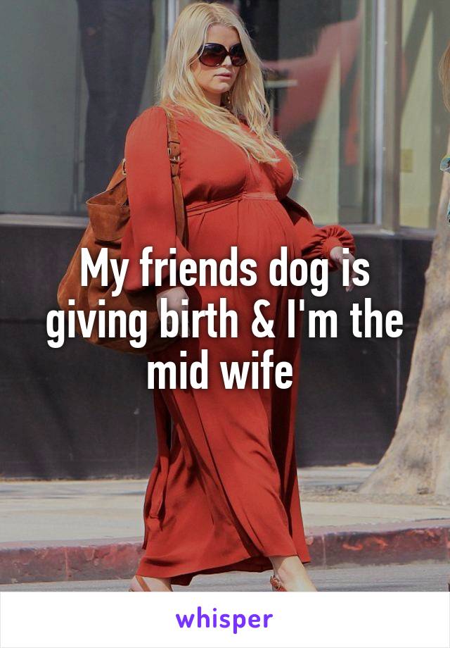 My friends dog is giving birth & I'm the mid wife 