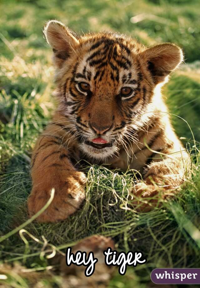hey tiger 