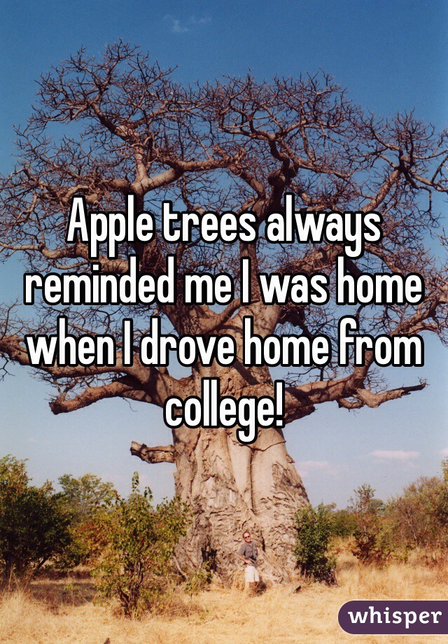 Apple trees always reminded me I was home when I drove home from college!