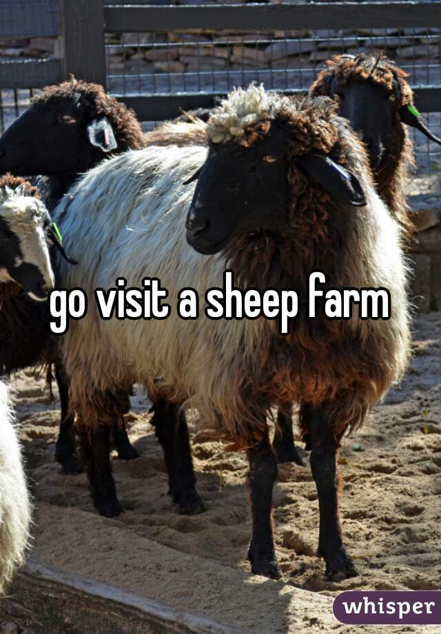 go visit a sheep farm