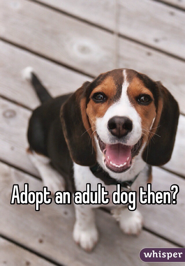 Adopt an adult dog then? 