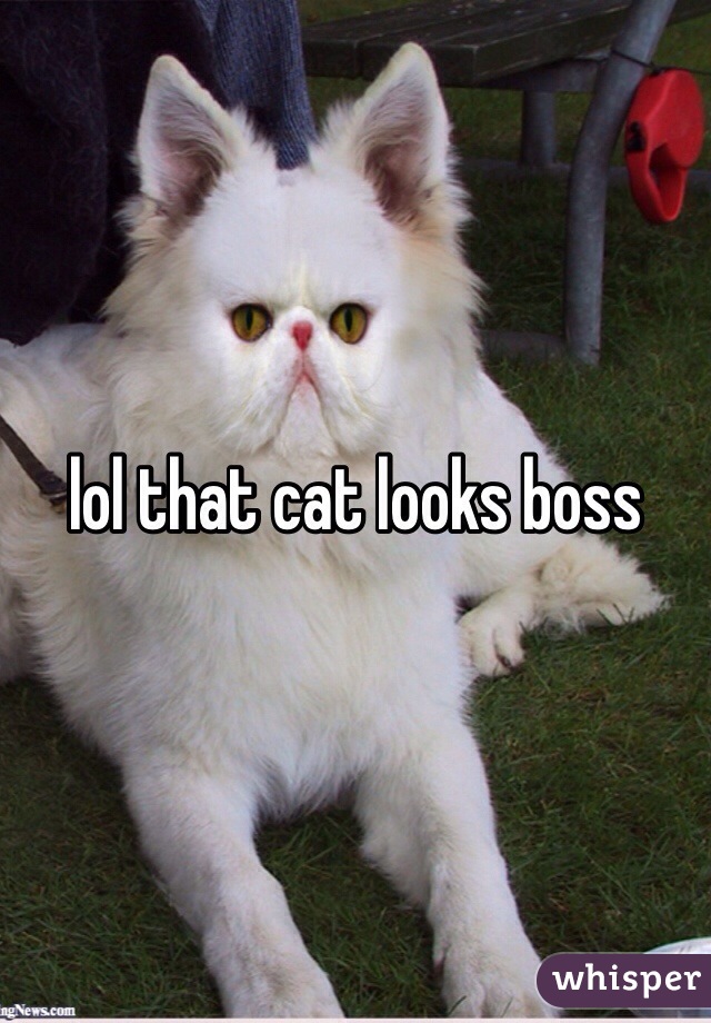 lol that cat looks boss