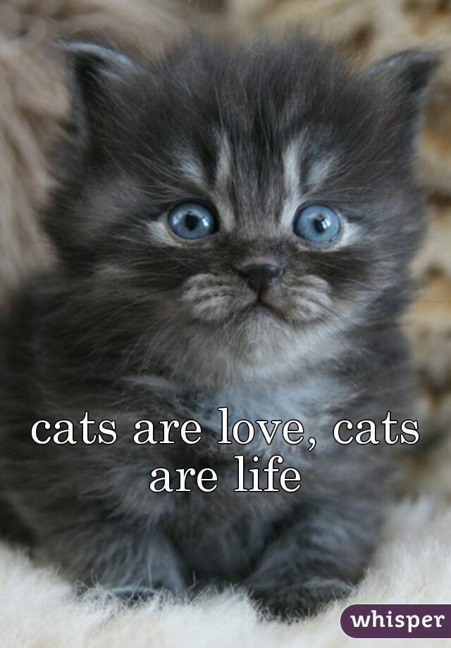 cats are love, cats are life 