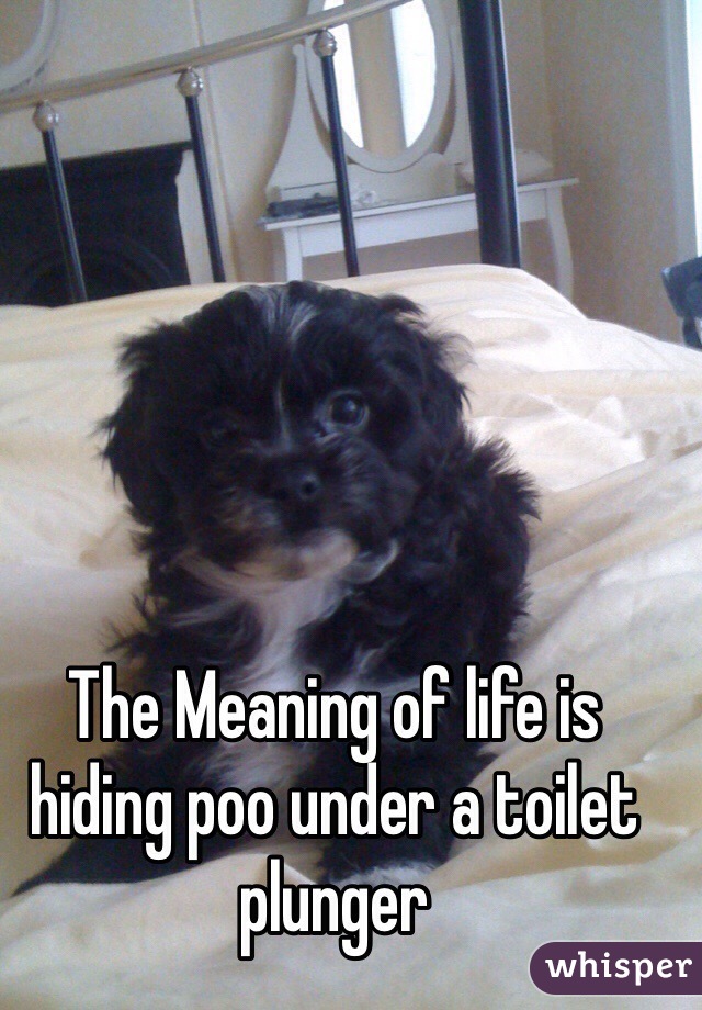 The Meaning of life is hiding poo under a toilet plunger 