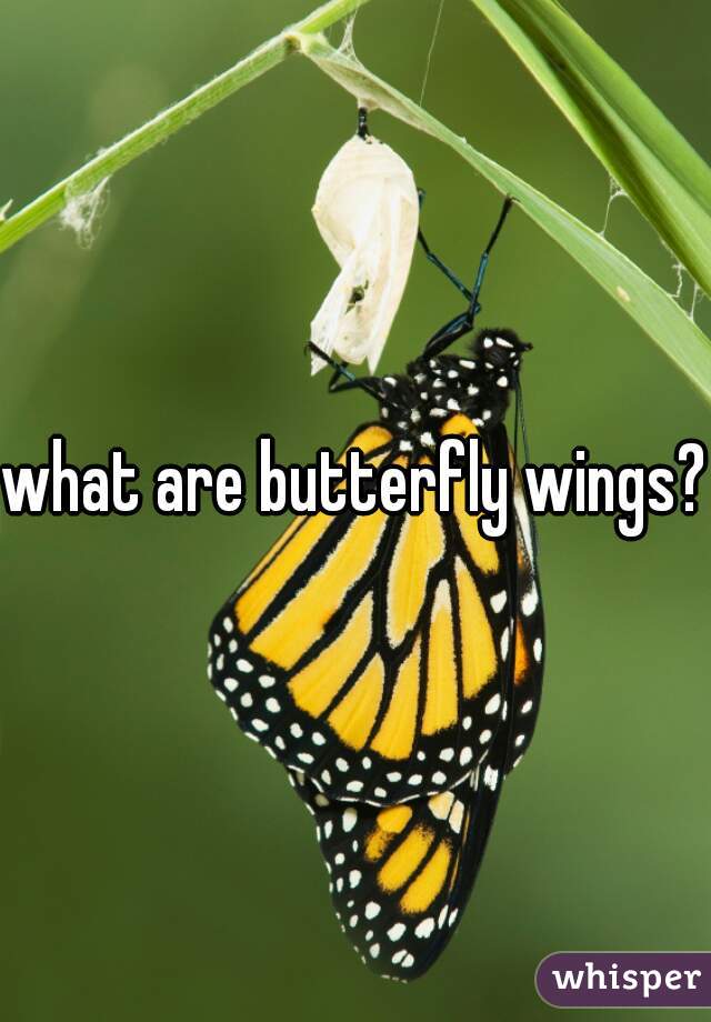 what are butterfly wings?