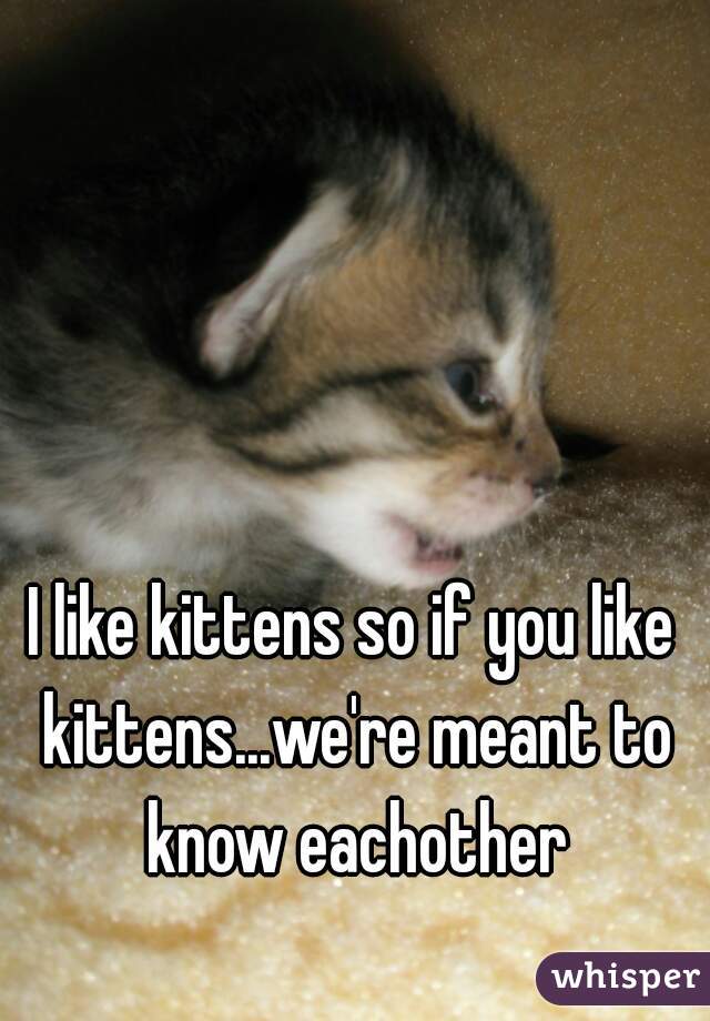 I like kittens so if you like kittens...we're meant to know eachother