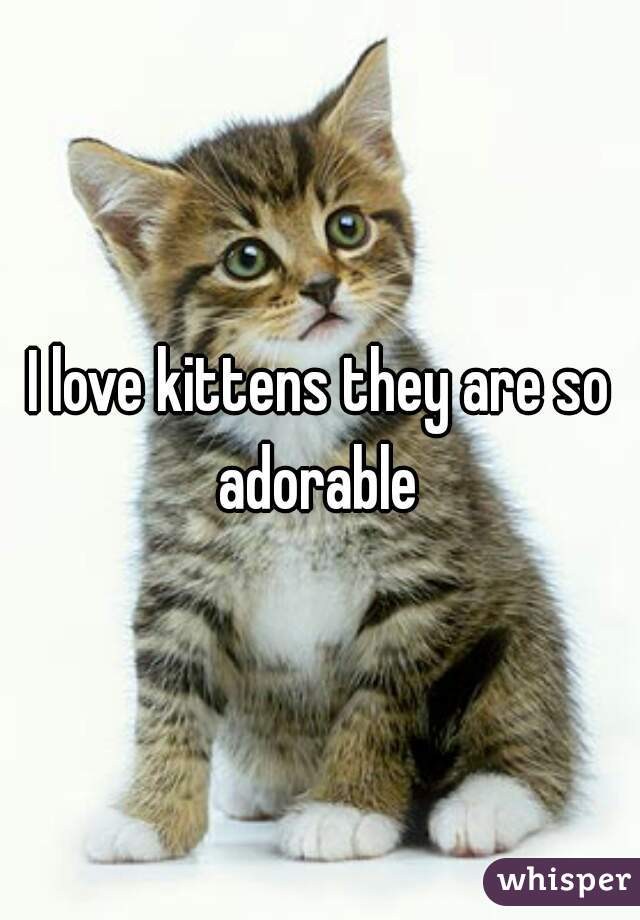 I love kittens they are so adorable 