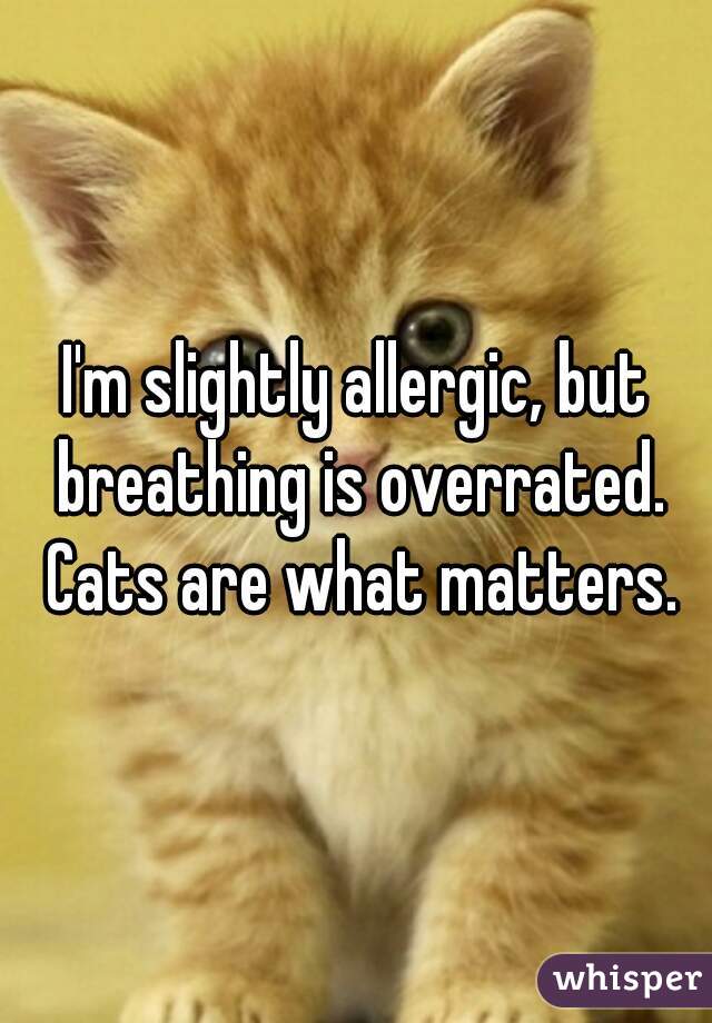 I'm slightly allergic, but breathing is overrated. Cats are what matters.
