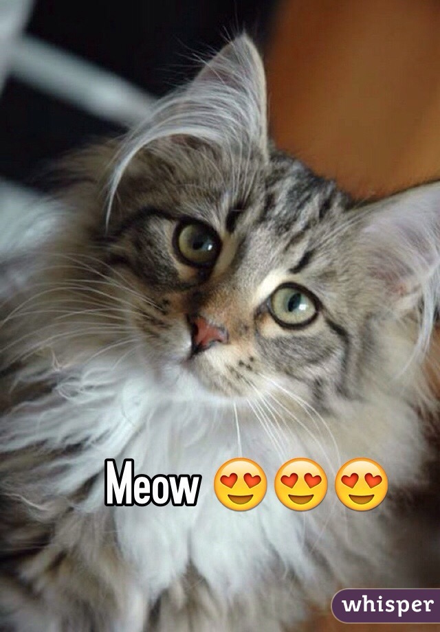 Meow 😍😍😍