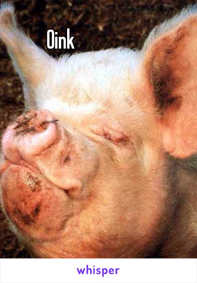 Oink