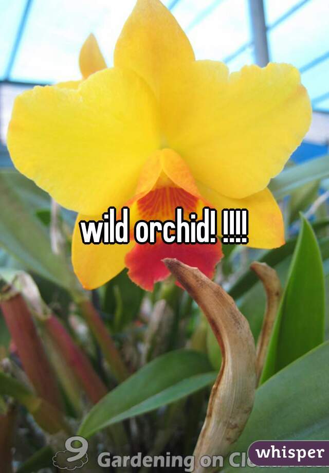 wild orchid! !!!!