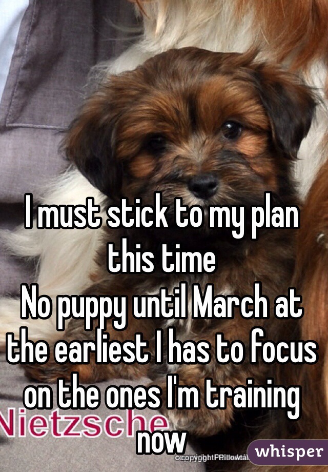 I must stick to my plan this time
No puppy until March at the earliest I has to focus on the ones I'm training now
