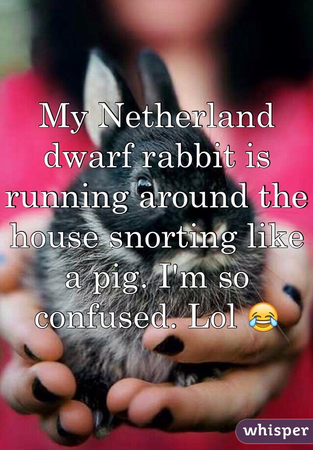My Netherland dwarf rabbit is running around the house snorting like a pig. I'm so confused. Lol 😂