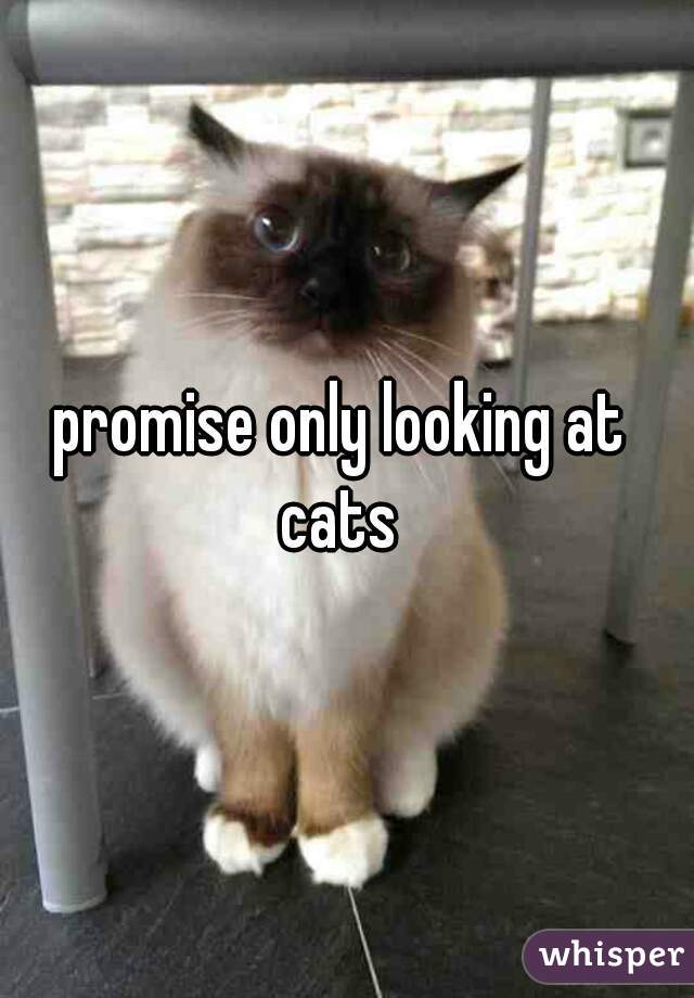 promise only looking at 
cats 