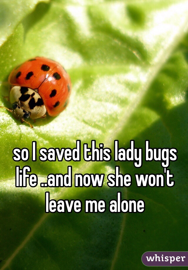 so I saved this lady bugs life ..and now she won't leave me alone 