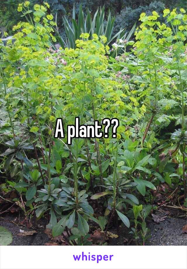 A plant??
