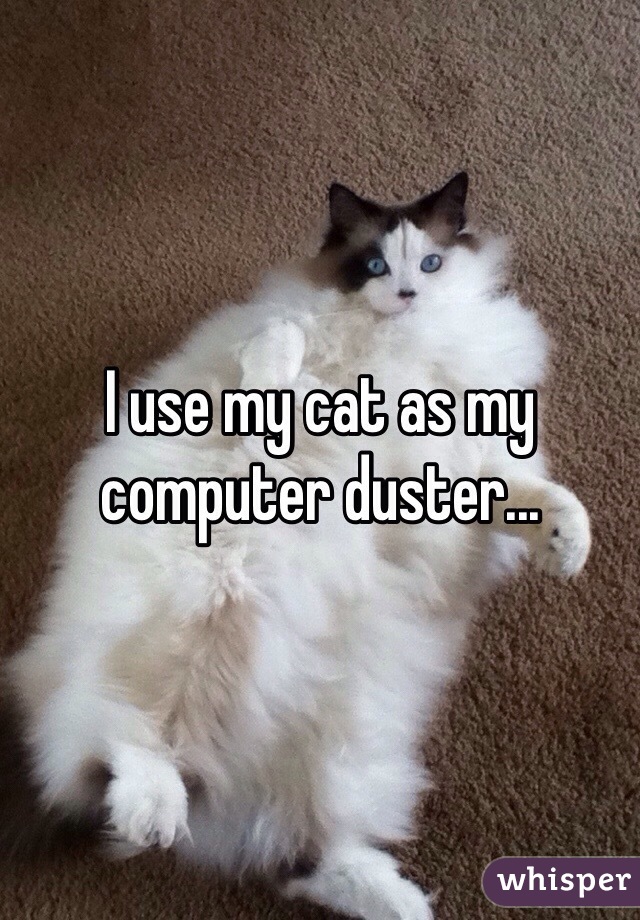 I use my cat as my computer duster...