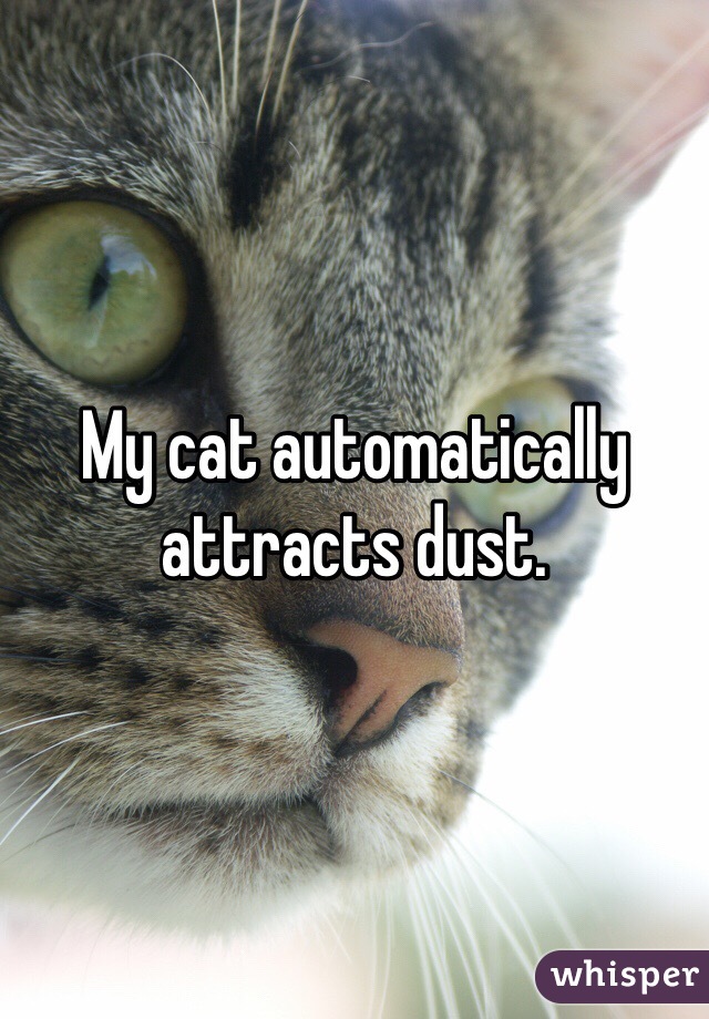 My cat automatically attracts dust.