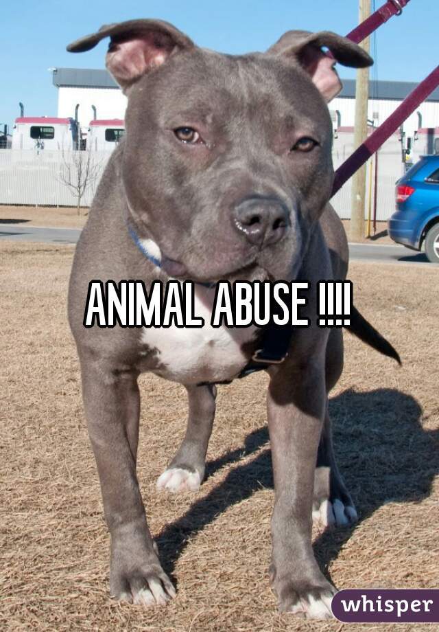 ANIMAL ABUSE !!!!