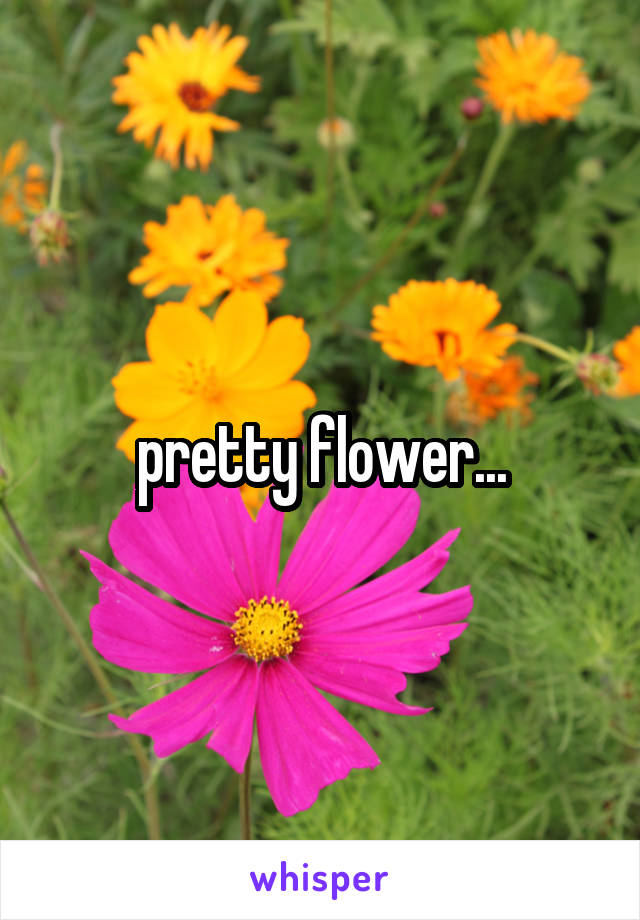 pretty flower...