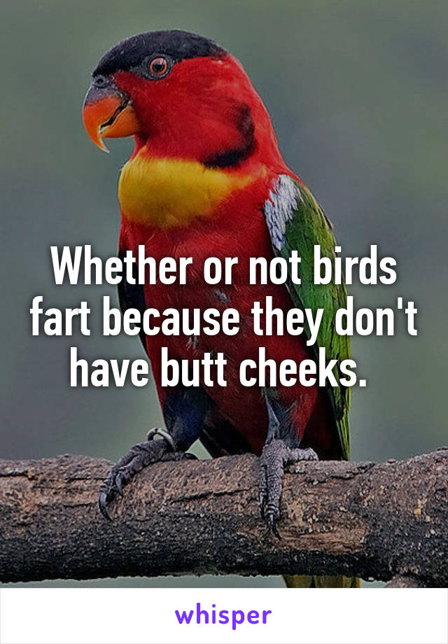 Whether or not birds fart because they don't have butt cheeks. 