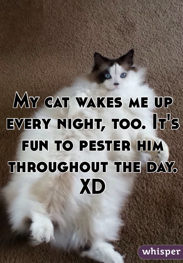 My cat wakes me up every night, too. It's fun to pester him throughout the day. XD