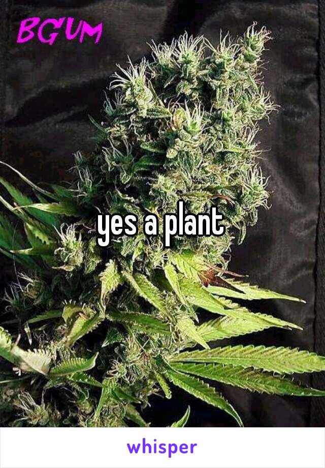 yes a plant