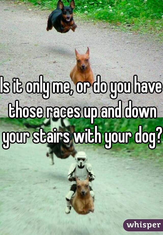 Is it only me, or do you have those races up and down your stairs with your dog?