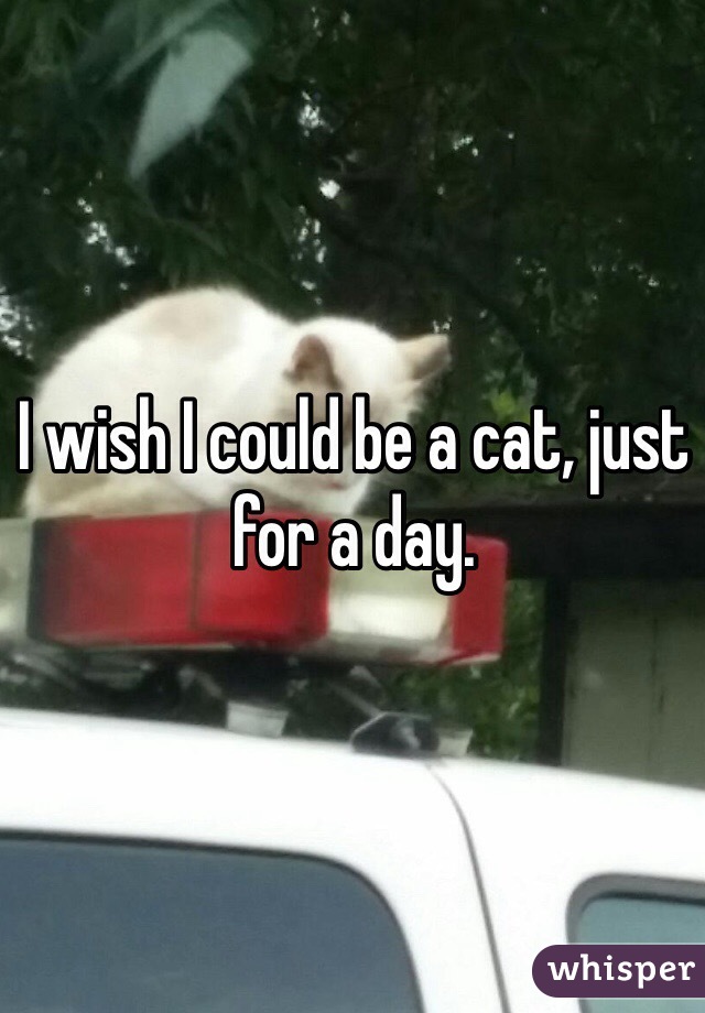 I wish I could be a cat, just for a day. 