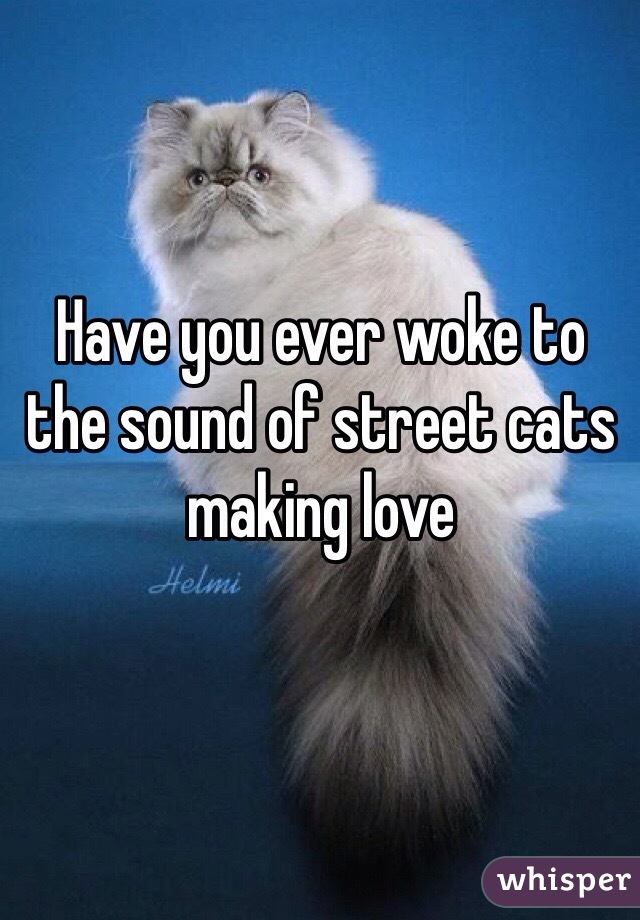 Have you ever woke to the sound of street cats making love
