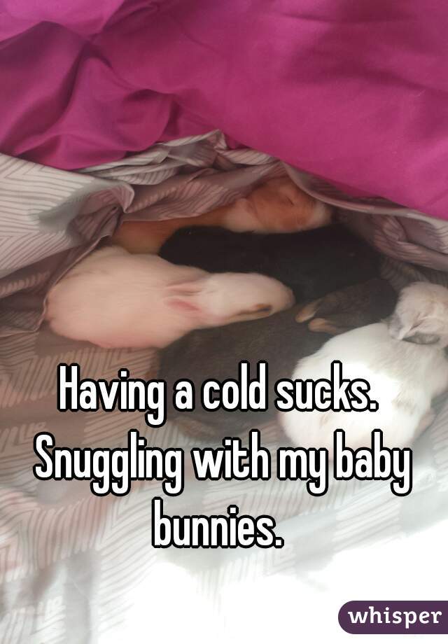 Having a cold sucks. Snuggling with my baby bunnies. 
