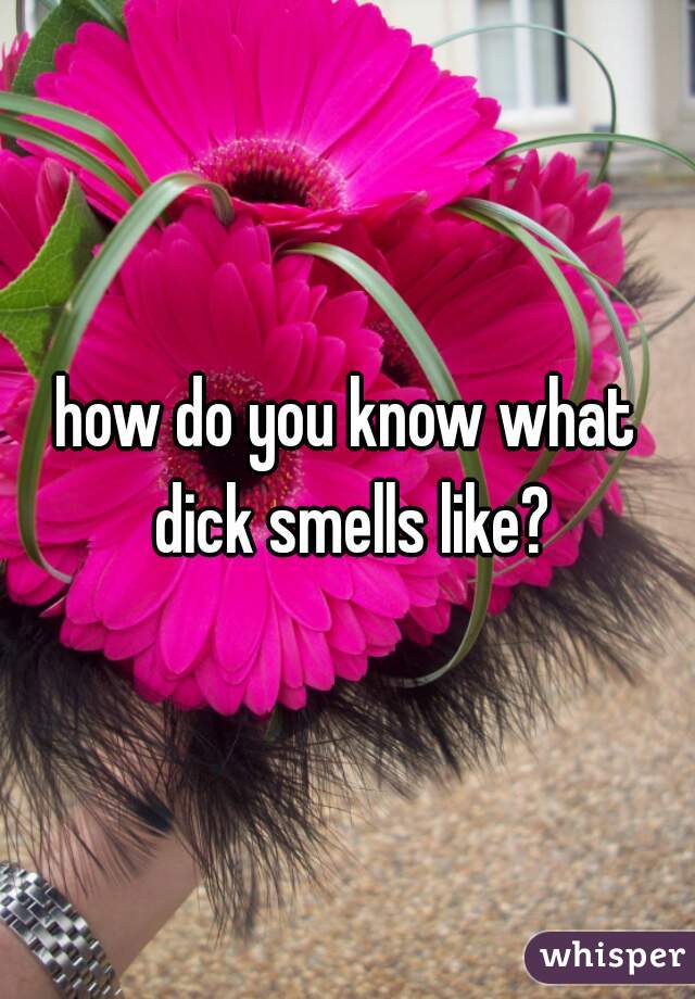 how do you know what dick smells like?