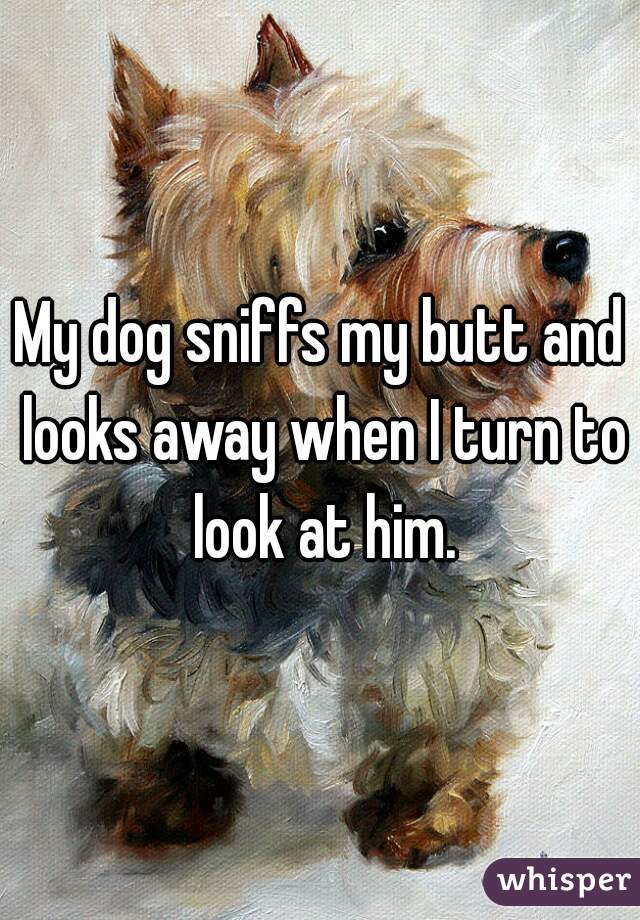 My dog sniffs my butt and looks away when I turn to look at him.