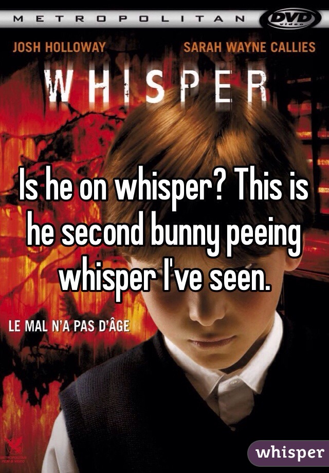 Is he on whisper? This is he second bunny peeing whisper I've seen. 