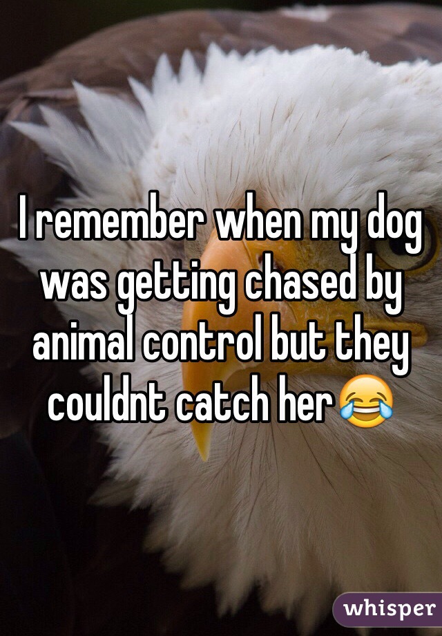 I remember when my dog was getting chased by animal control but they couldnt catch her😂