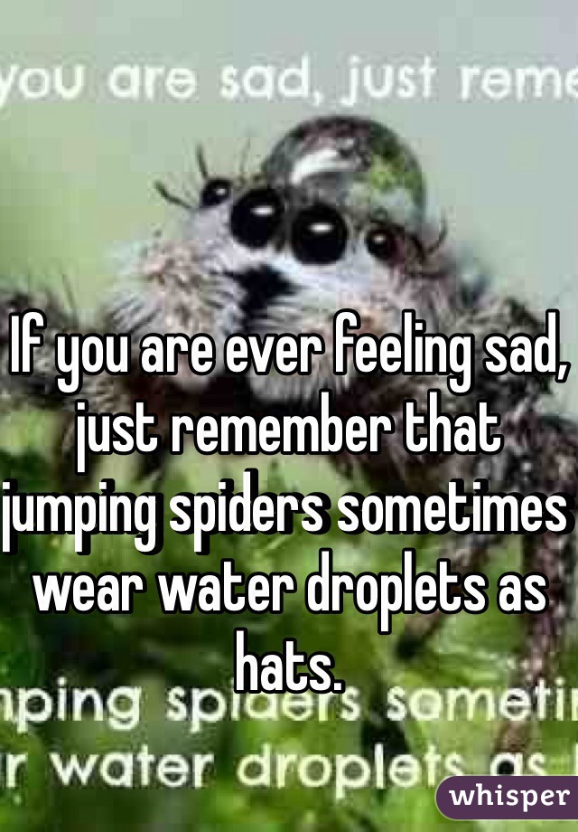 If you are ever feeling sad, just remember that jumping spiders sometimes wear water droplets as hats. 