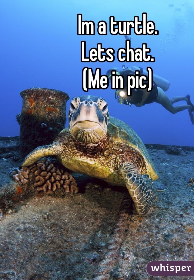 Im a turtle.
Lets chat.
(Me in pic)