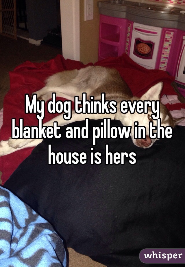 My dog thinks every blanket and pillow in the house is hers