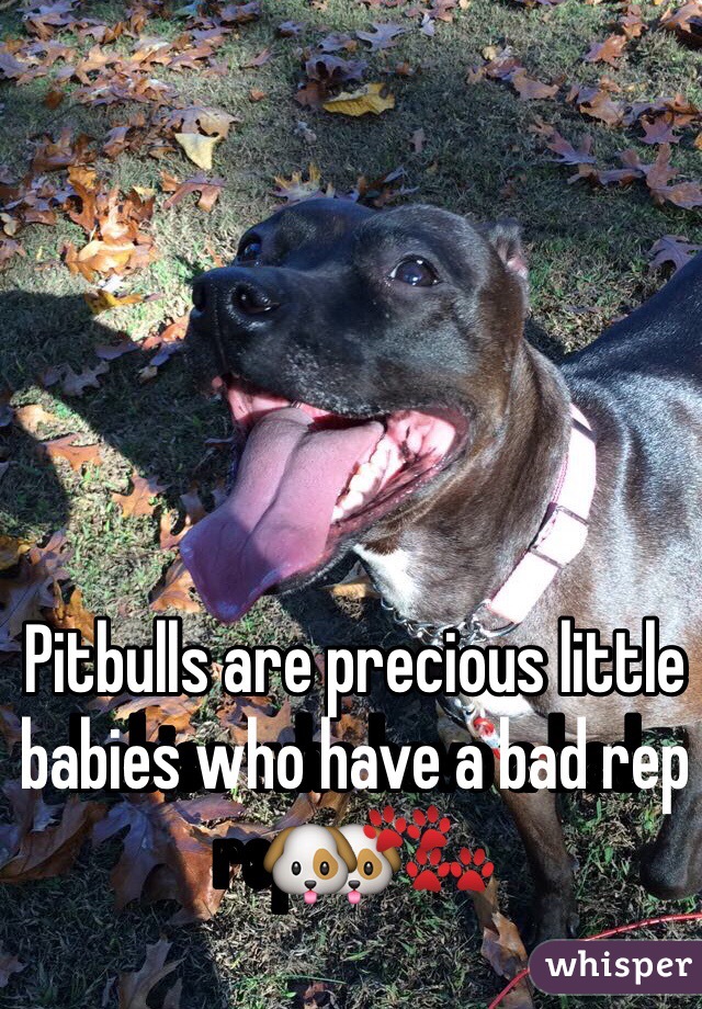 Pitbulls are precious little babies who have a bad rep🐶🐾 