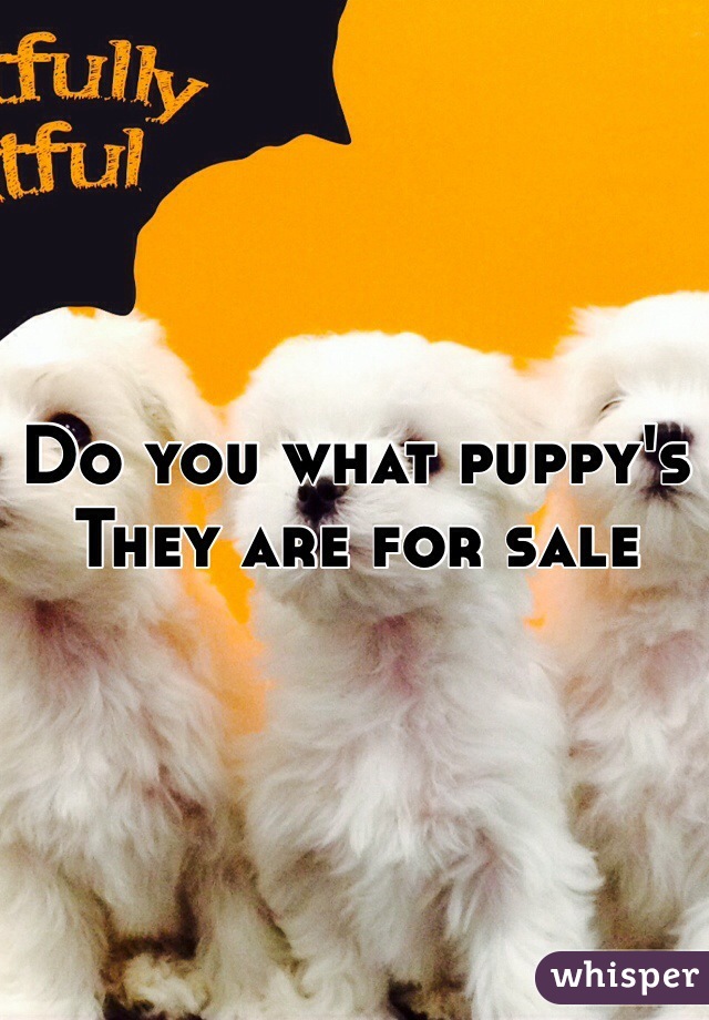 Do you what puppy's 
They are for sale 