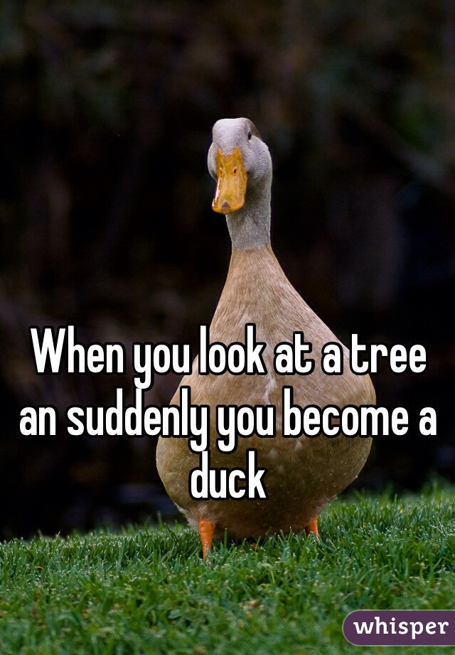 When you look at a tree an suddenly you become a duck