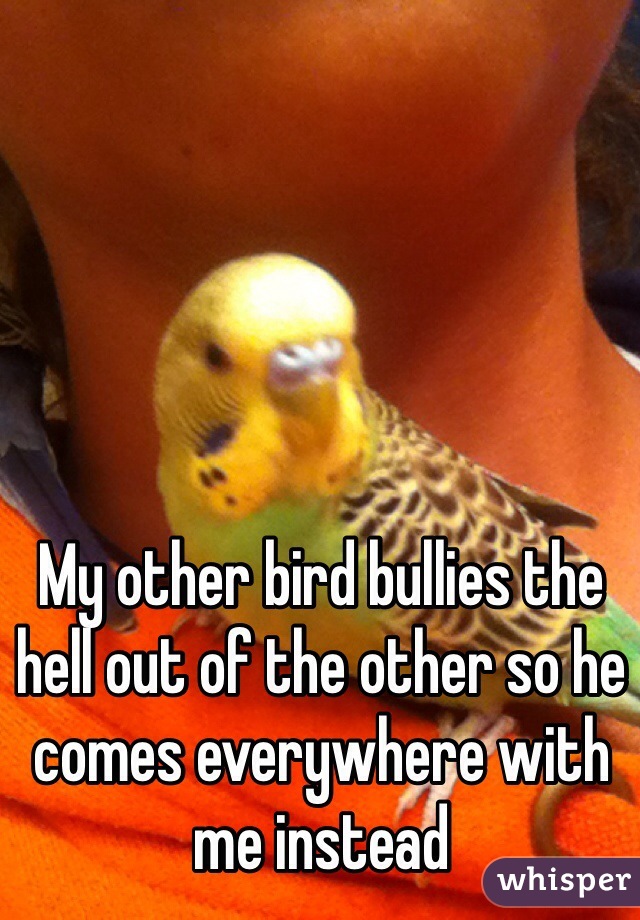 My other bird bullies the hell out of the other so he comes everywhere with me instead 