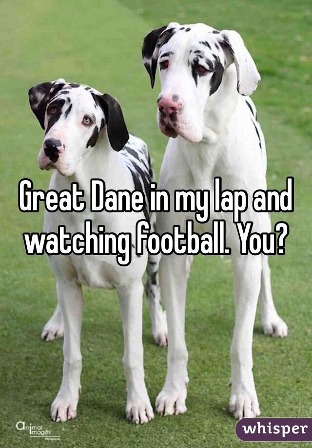 Great Dane in my lap and watching football. You?