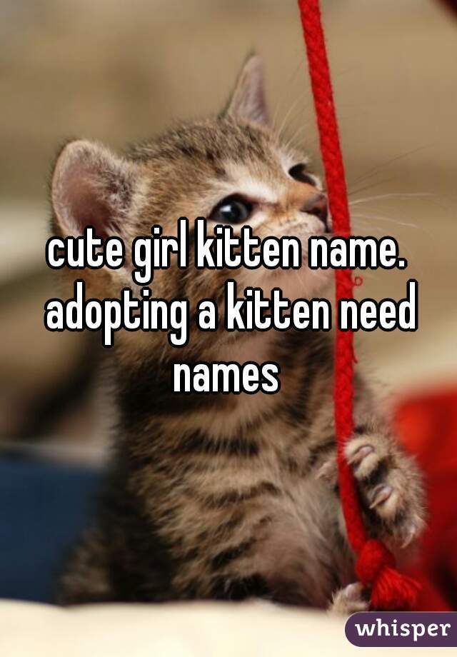 cute girl kitten name. adopting a kitten need names 