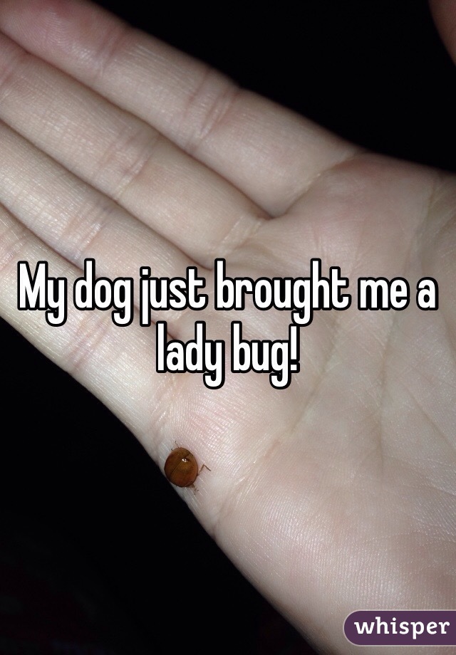 My dog just brought me a lady bug!