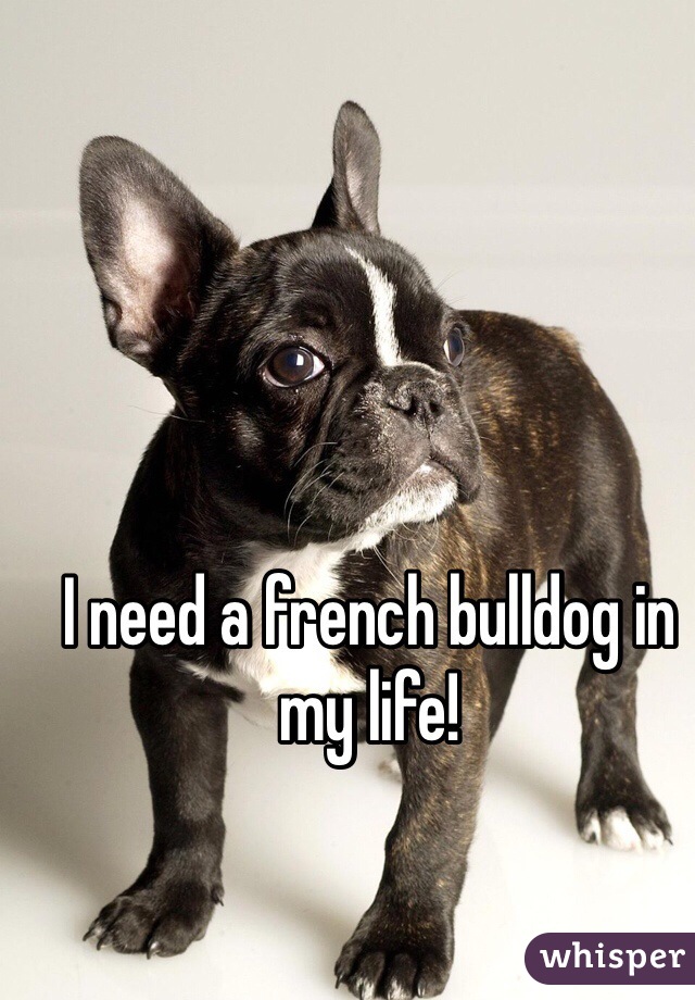 I need a french bulldog in my life!