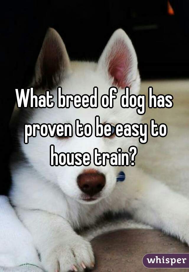 What breed of dog has proven to be easy to house train? 