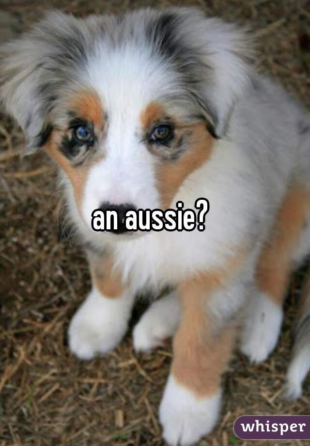 an aussie? 